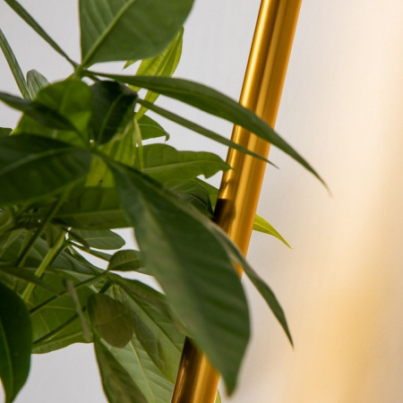 Фото Бра Favourite Greenery 4050-1W